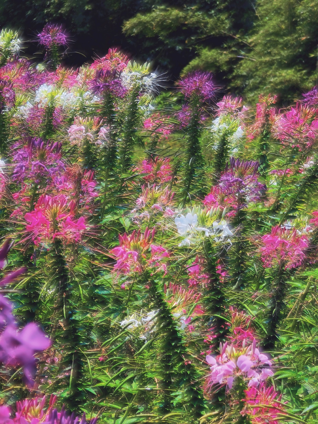 偶遇一片醉蝶花花海