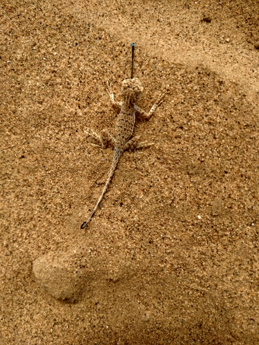 沙漠小蜥蜴捕食蜻蜓