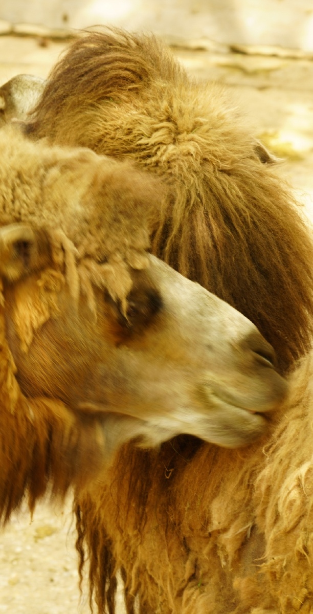 春天的动物 - rrj仁剑 - 图虫