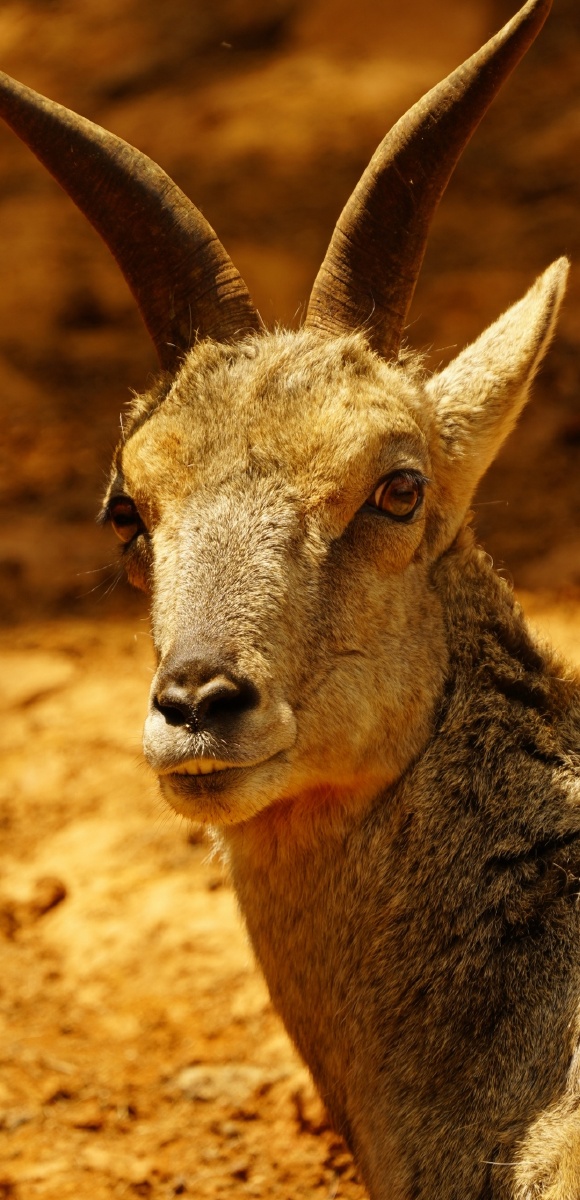 春天的动物 - rrj仁剑 - 图虫