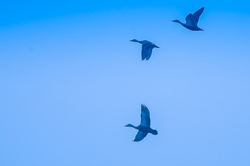 1037196