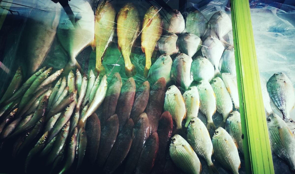 汕尾『鲘门』#到渔村吃海鲜由于这里的西南海面,盛产"鲘刀鱼",故背破