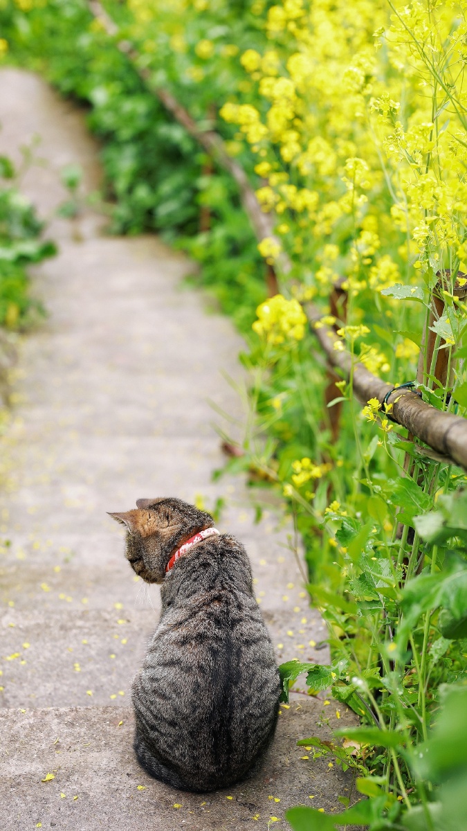 猫咪和春天的油菜花满满的治愈