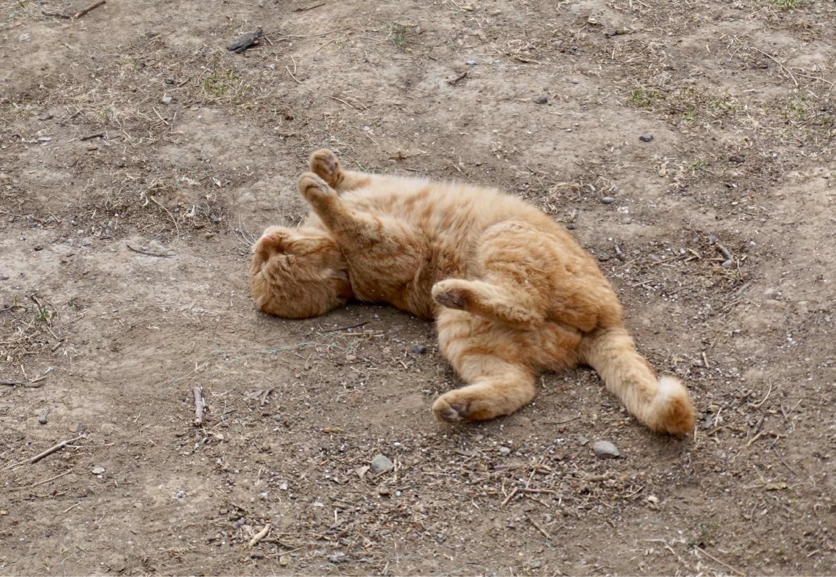 满地打滚儿的香菜