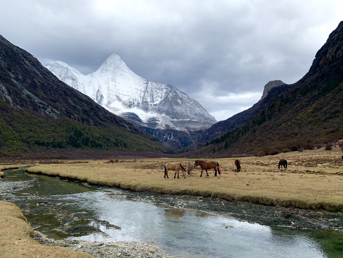 甘孜印记116稻城亚丁洛绒牛场