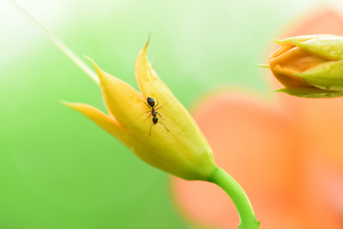 蚂蚁- 学海无涯---马世骏 - 图虫