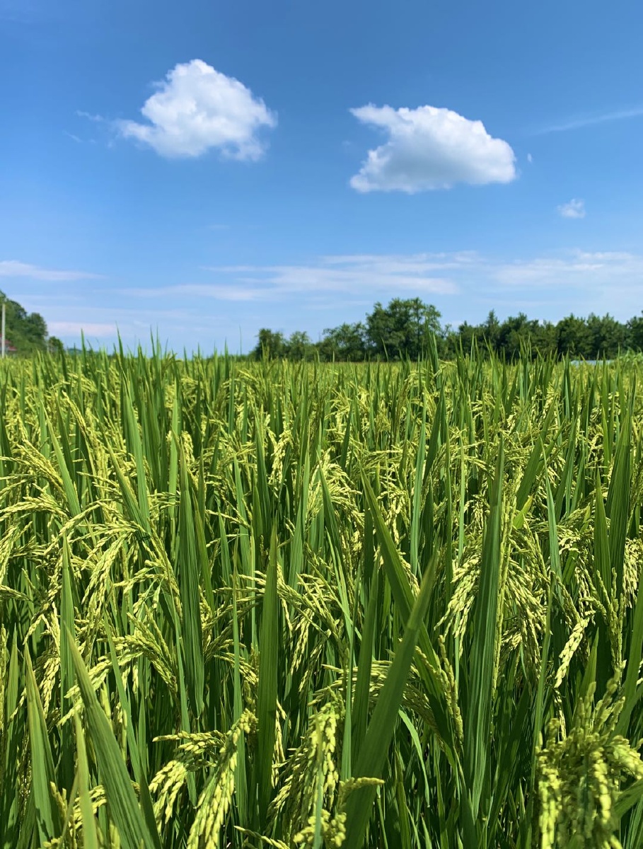 稻田绿油油