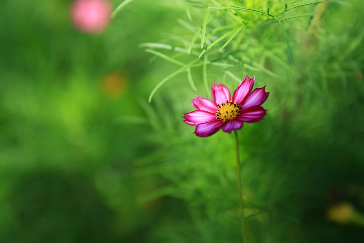 美丽的格桑花儿宛如窈窕淑女妩媚动人