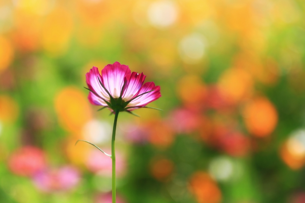 美丽的格桑花儿宛如窈窕淑女妩媚动人