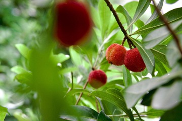 E2CA94E1-C61E-4BD1-9092-0A81E4F97635/L0/001