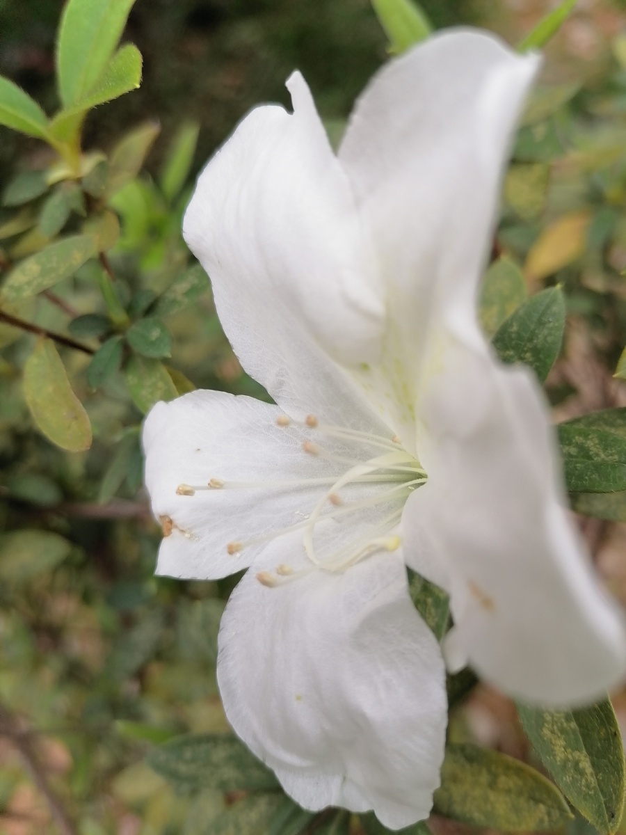 百灵鸟行走途申随拍.