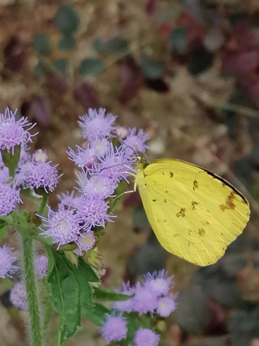蝶恋花一一百灵鸟拍摄