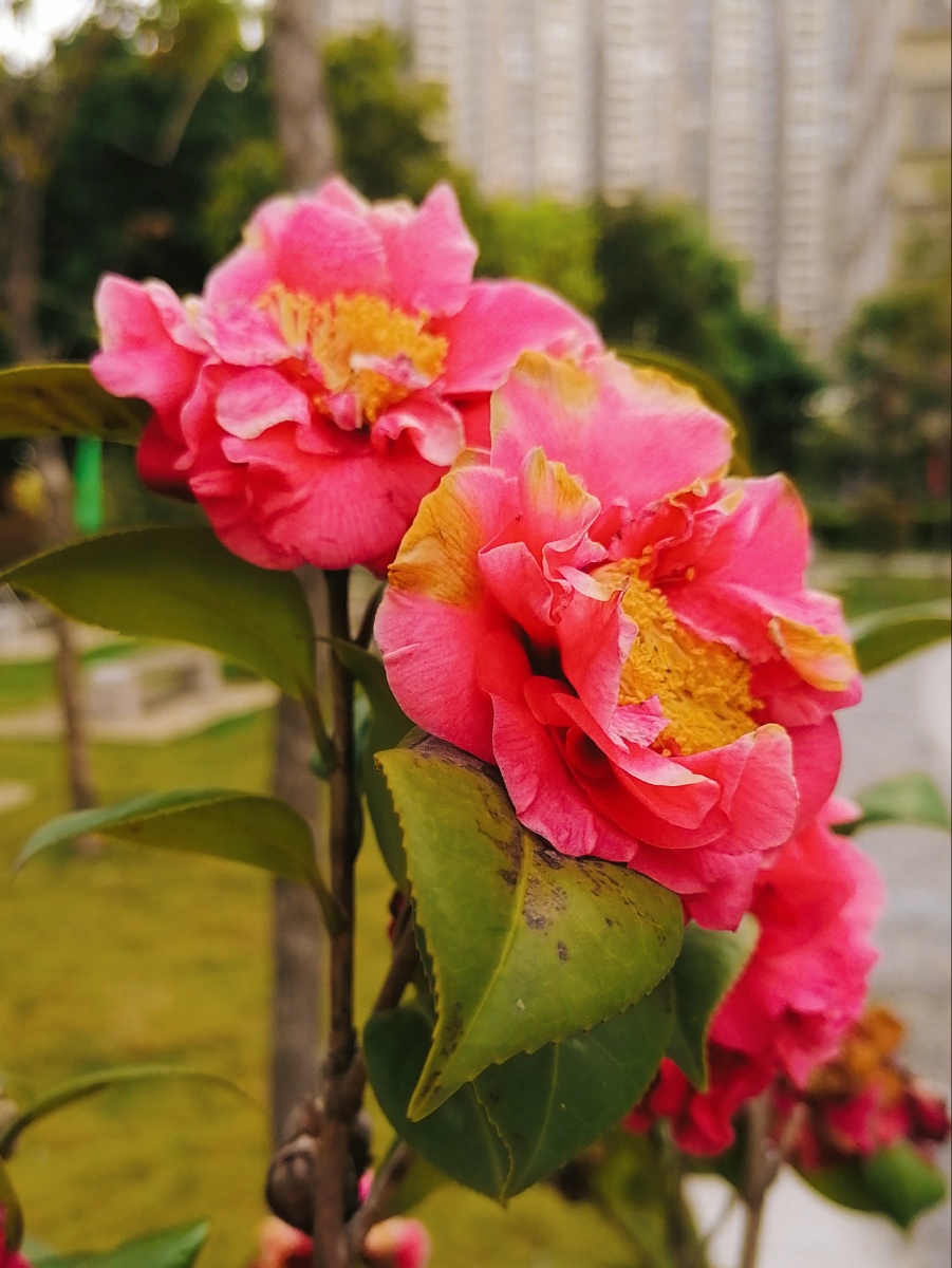 百灵鸟行走途中随拍