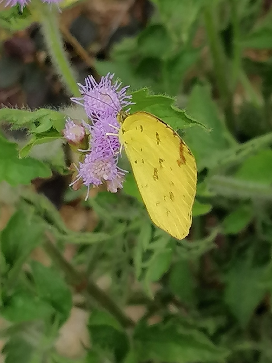 蝶恋花一一百灵鸟拍摄