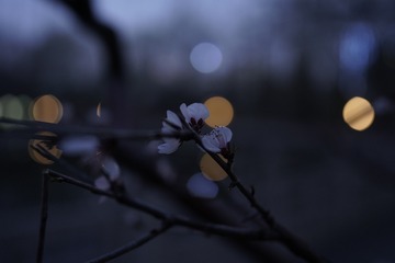 D96917F8-DFEE-4C33-AC4A-DCF4A9A0DAB0/L0/001