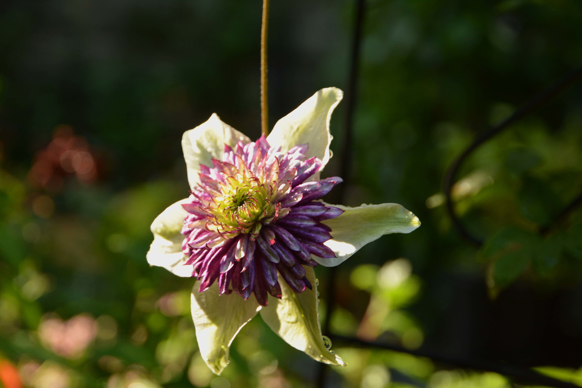 铁线莲新幻紫千层雪