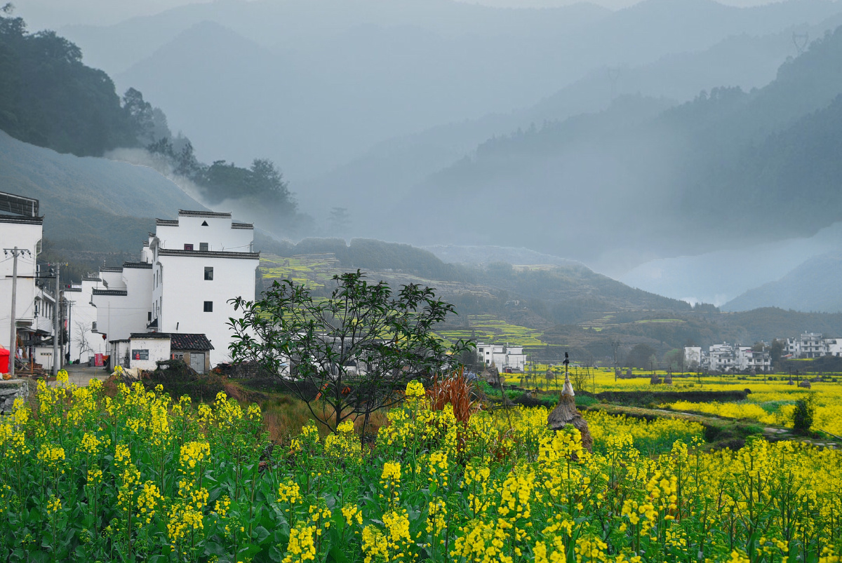 婺源油菜花海