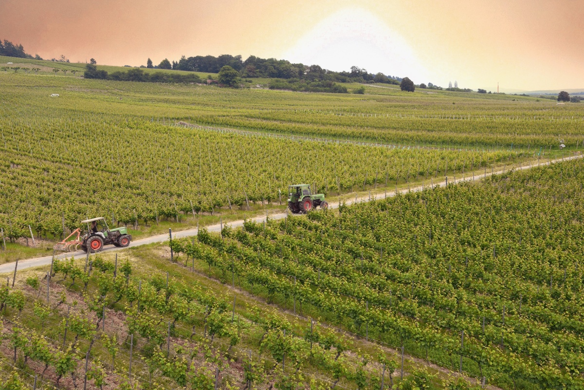 雷司令葡萄酒产区葡萄种植园