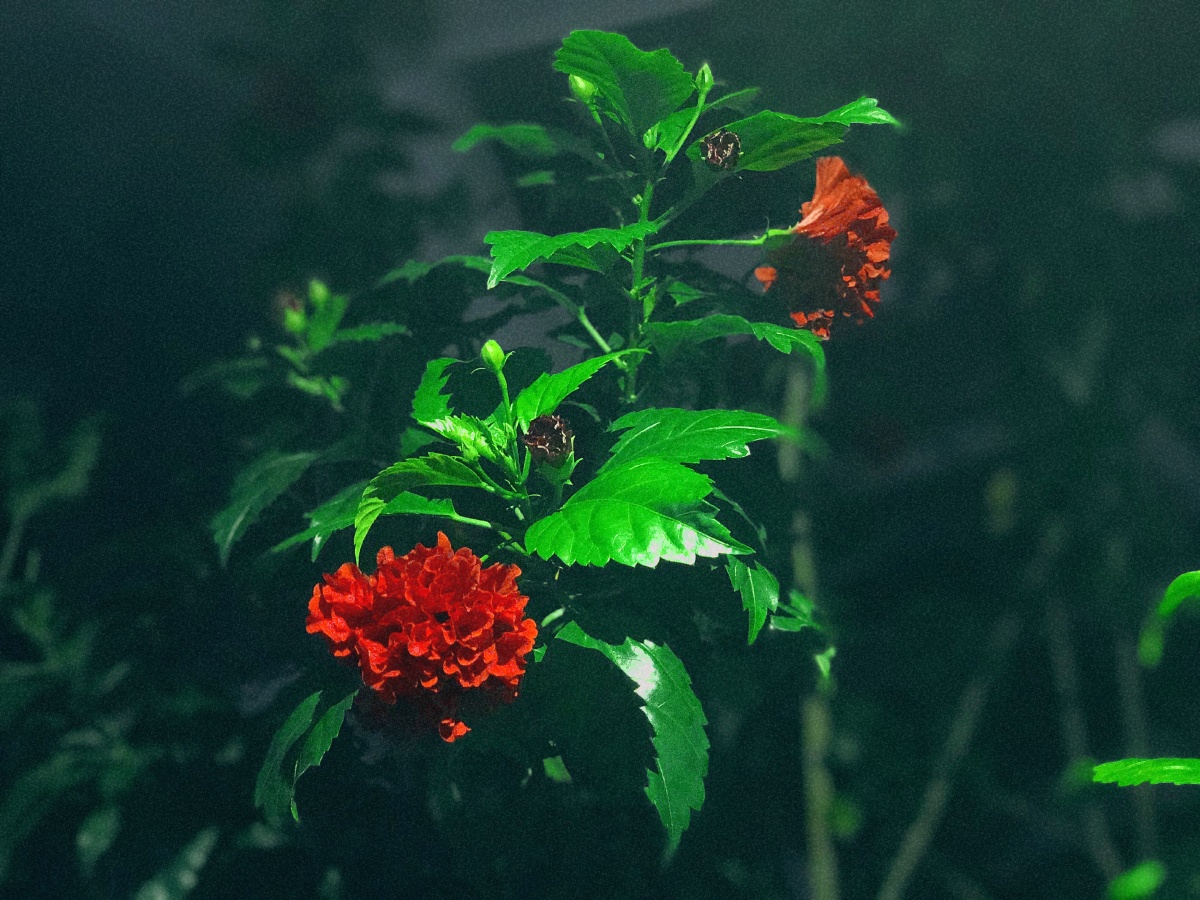 在黑夜里盛开的鲜花