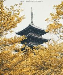 東寺-五重塔