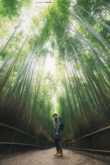 竹林の小径 - 嵐山