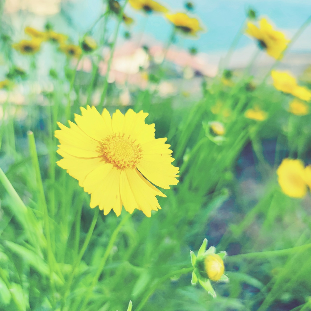 花朵绽放让人心情大好