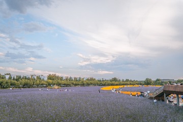 1000003529