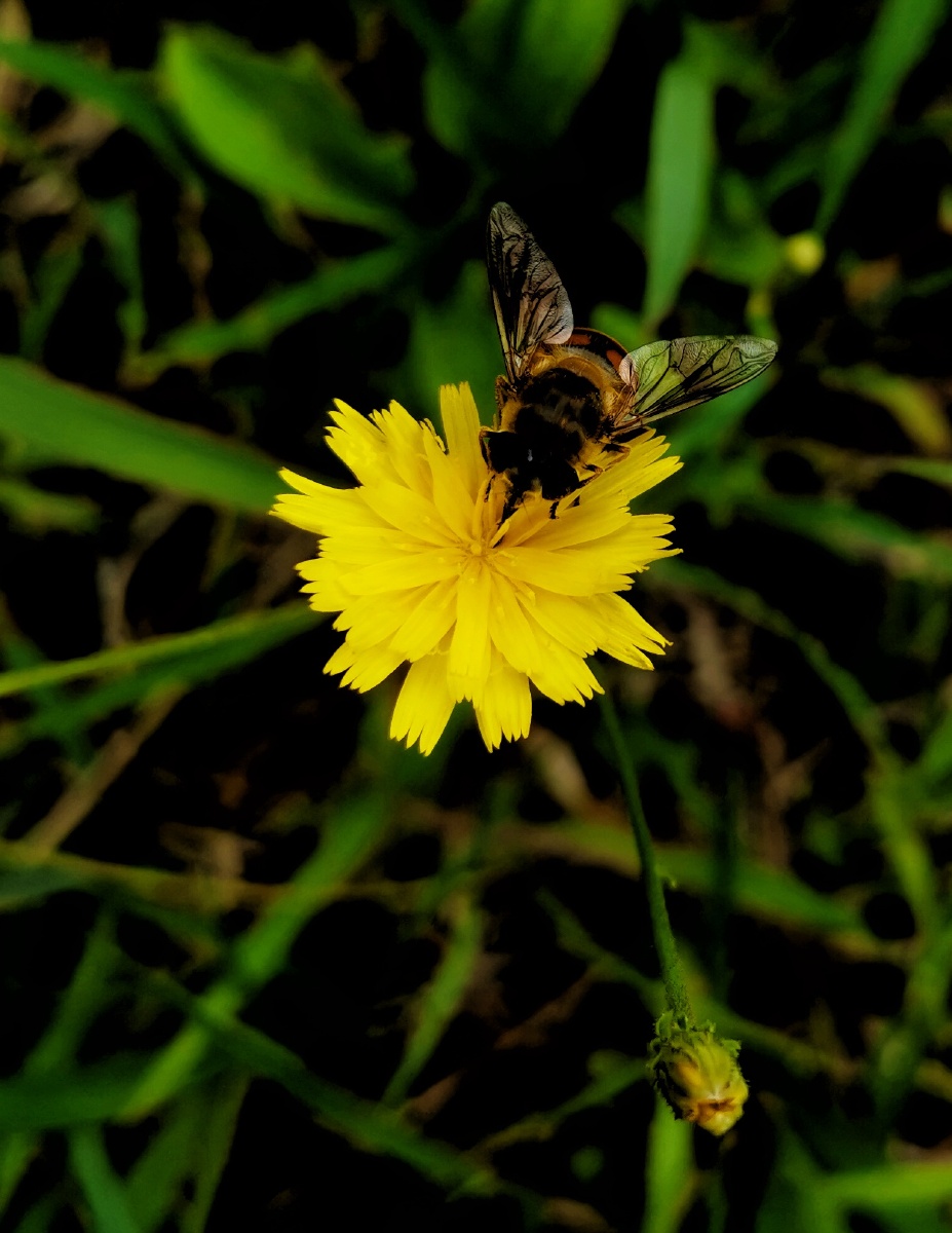 夏天的野花静静开