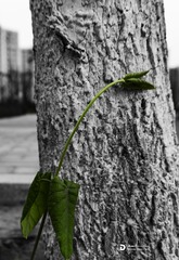 _DSC2548