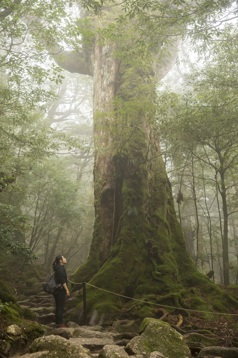 巨木如斯,如何逾越啊