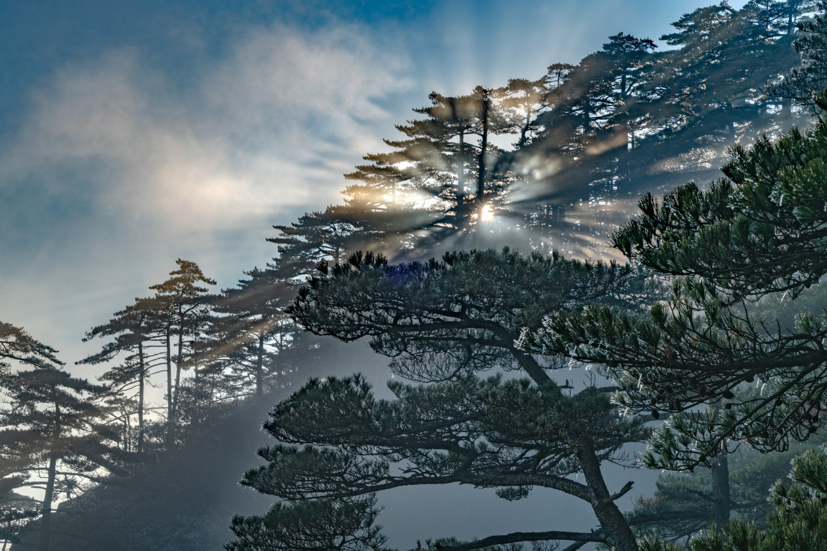 关注          20191231黄山西海见到阳光穿透松林非常壮观