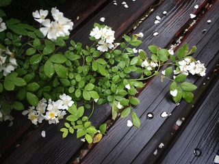 P5060604