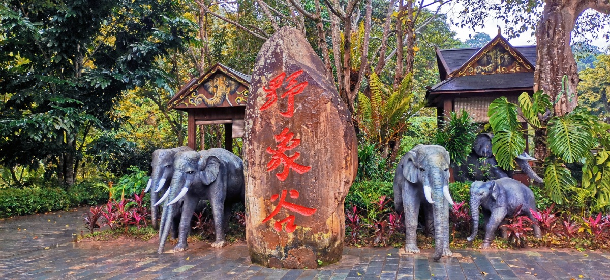 野象谷热带雨林