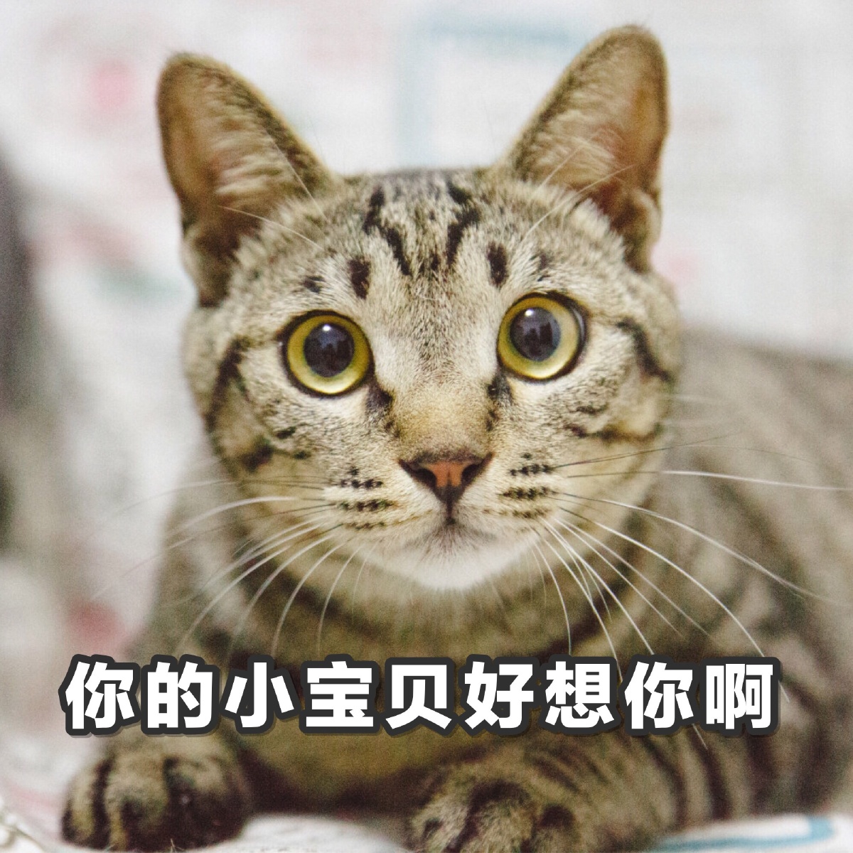 你好你好我是你的表情包 - 动物, 可爱, 猫咪, 宁