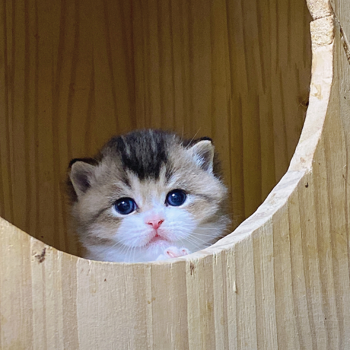 小奶猫,英短三花猫 - wendycat宁波猫舍