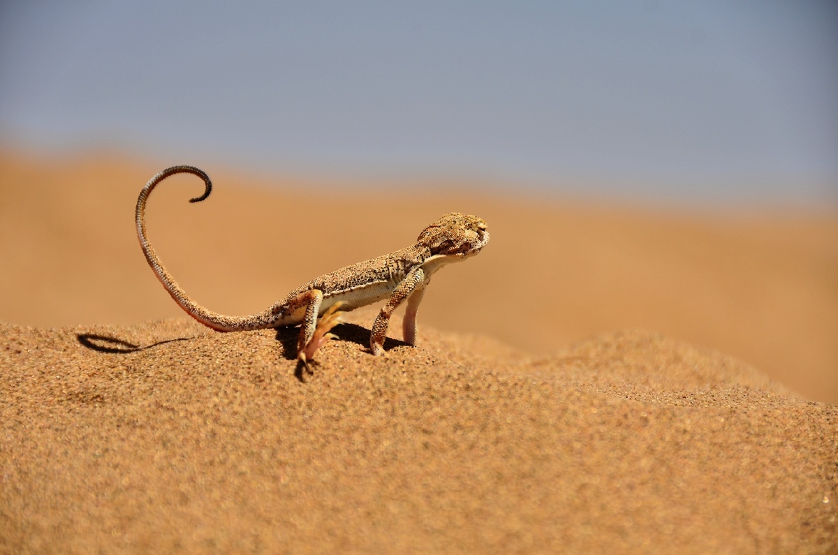 沙漠蜥蜴