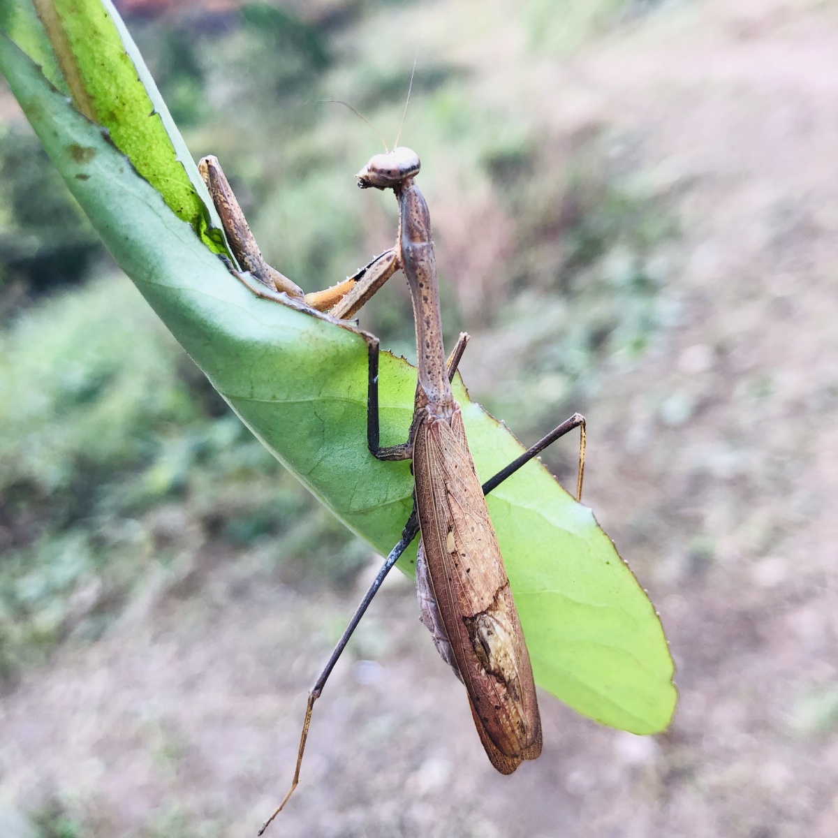 老修行——螳螂大仙[愉快]