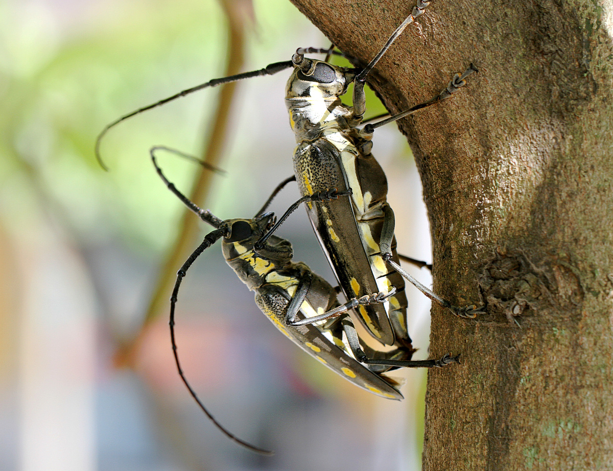 完美的结局云斑天牛