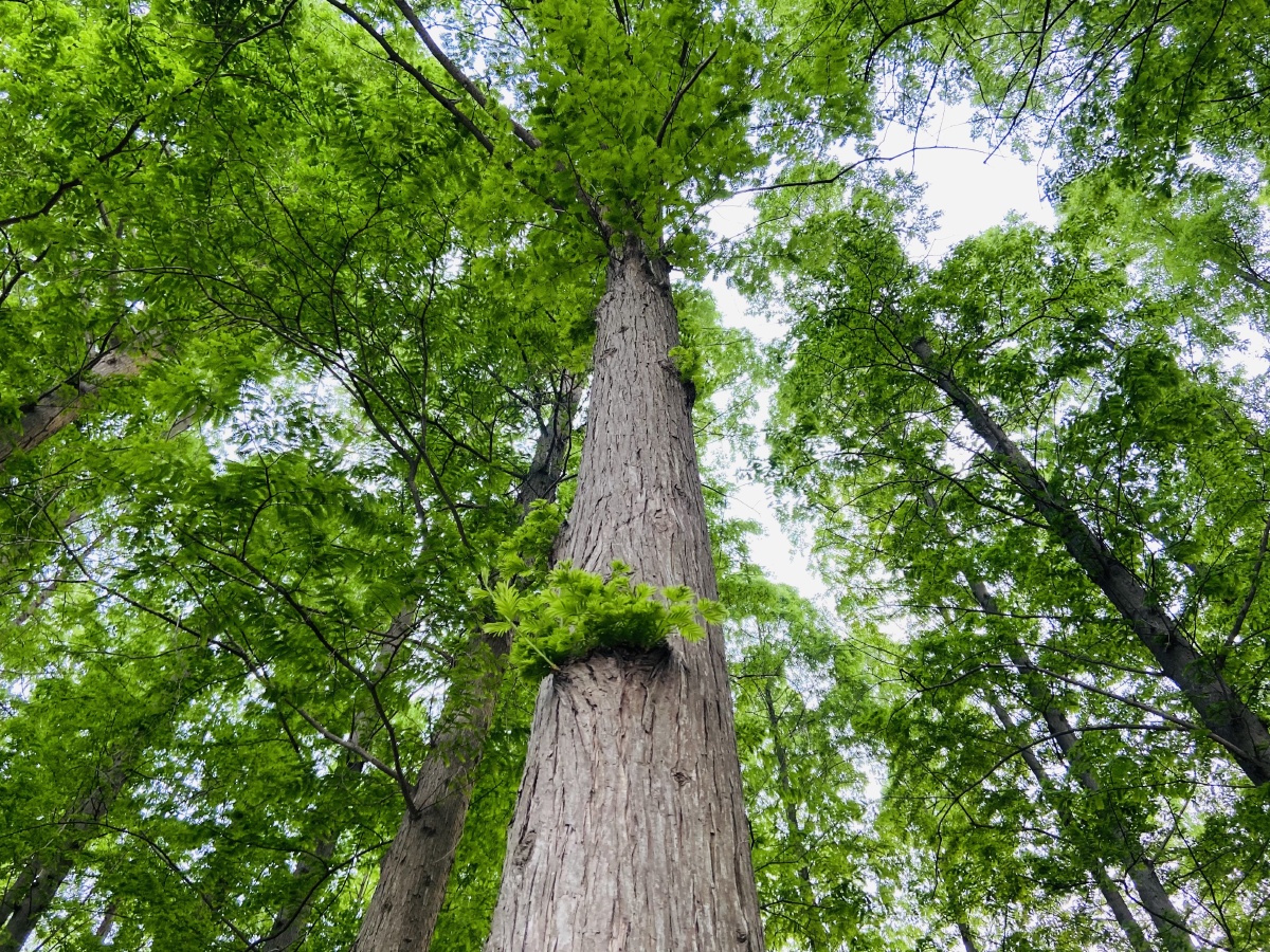 森林大自然树木