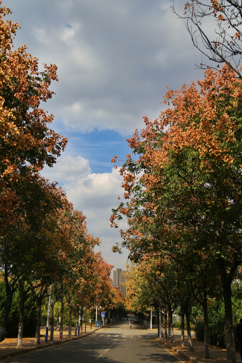 一年好景君须记,最是橙黄橘绿时。 - lady小白记