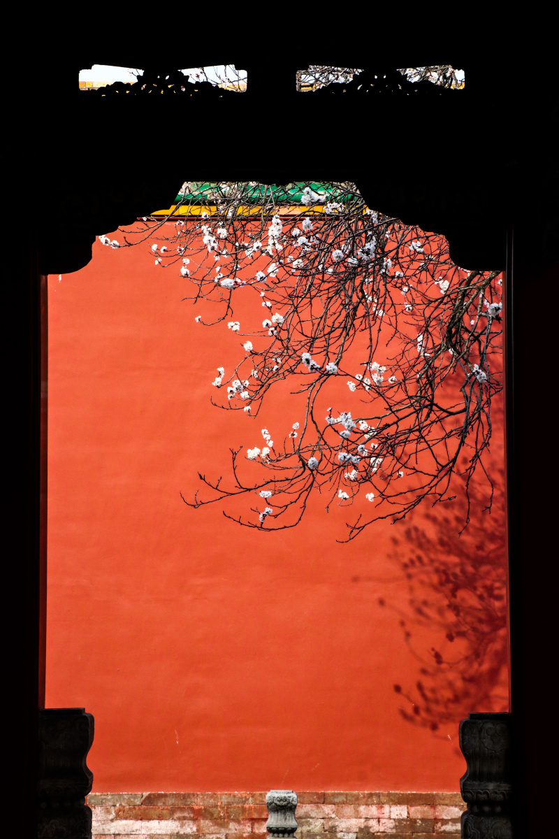 朱墙作幕花缱绻,点墨探春更胜春.紫禁城 杏花时