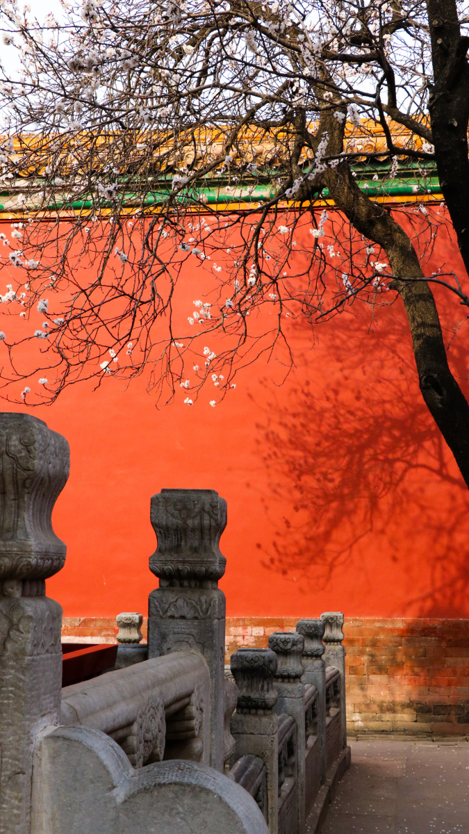 朱墙作幕花缱绻点墨探春更胜春紫禁城杏花时