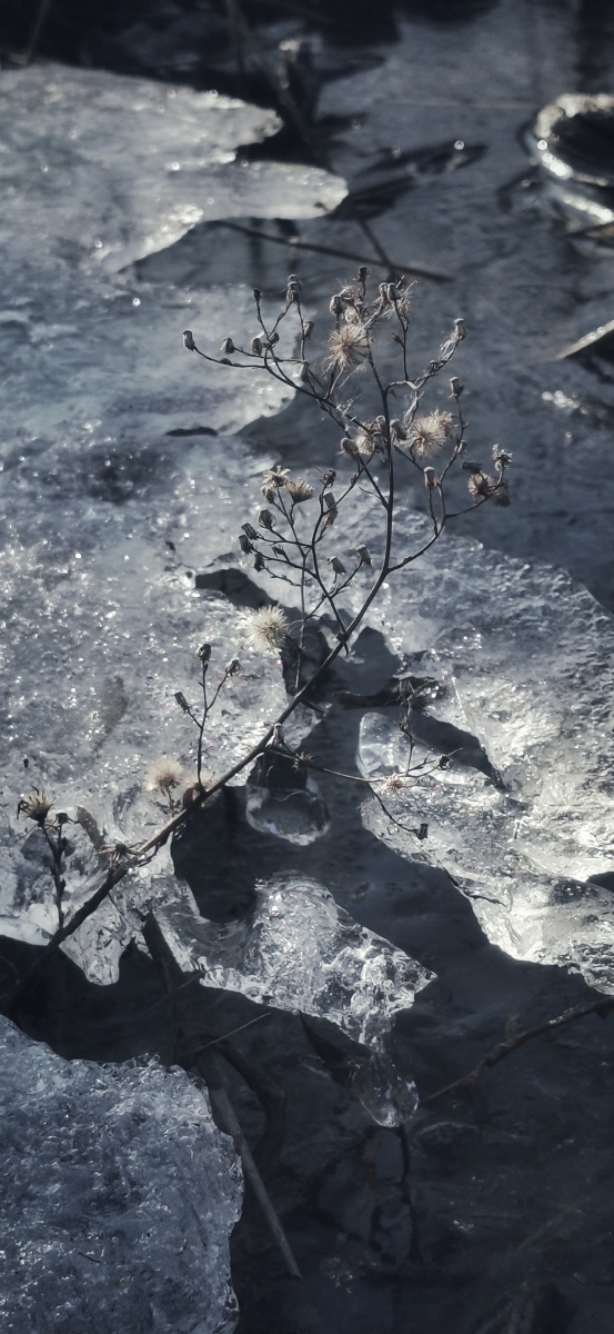 冰化了春天来了