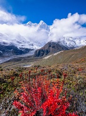 雪山下的红景天