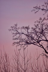 A09884E8-13C2-4835-93A1-C8E568FBBE6D/L0/001