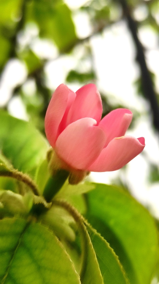 木瓜花 - 用户陈月 - 图虫