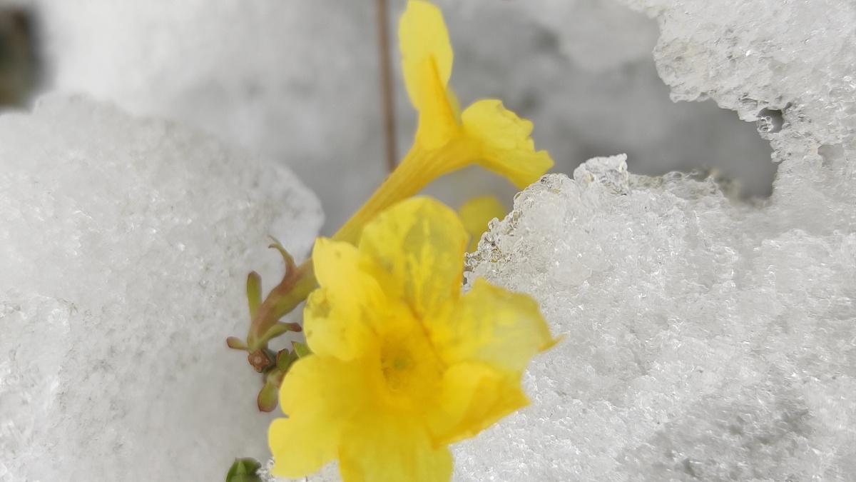 雪中的迎春花