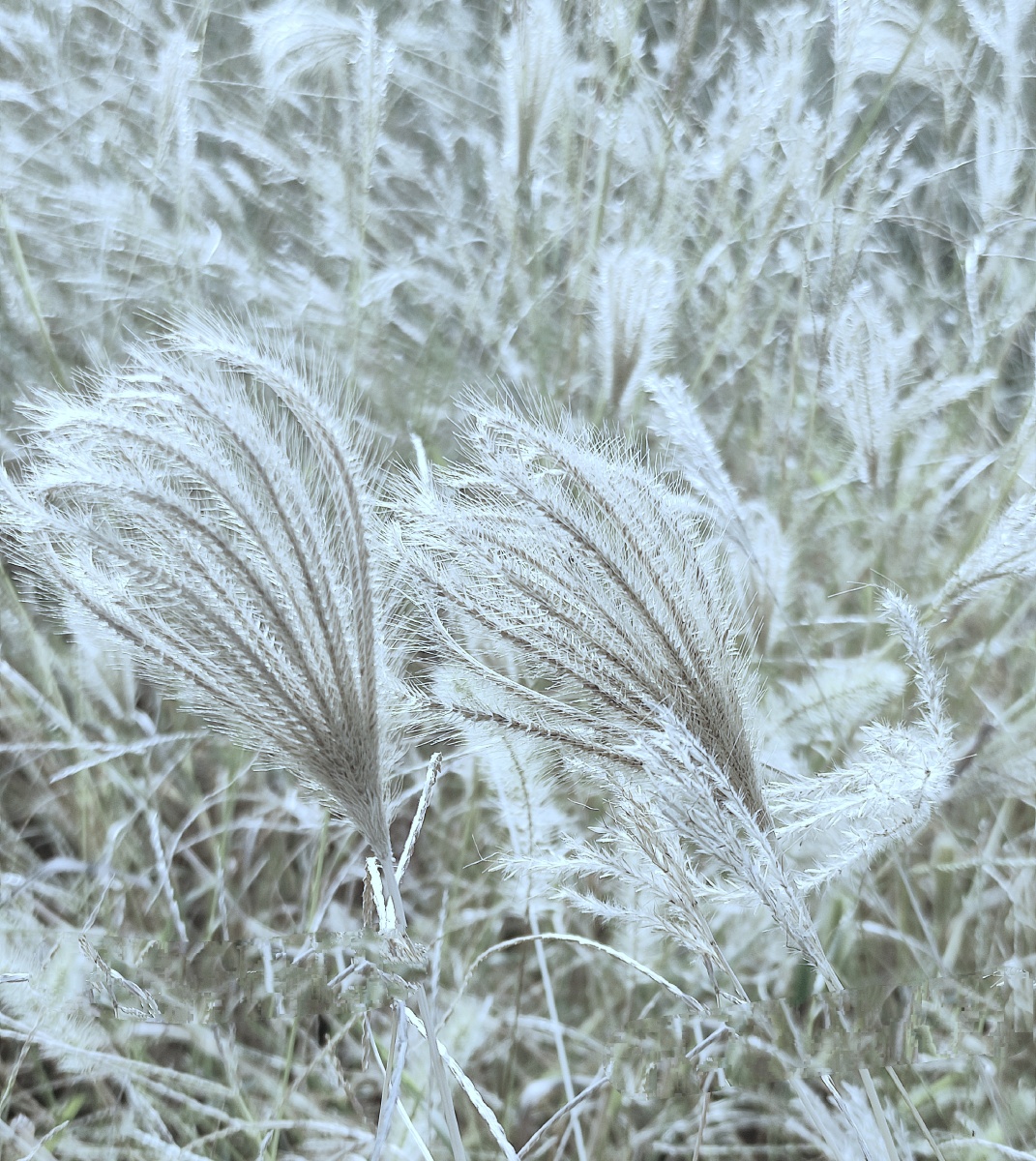 又是一年秋草黄.