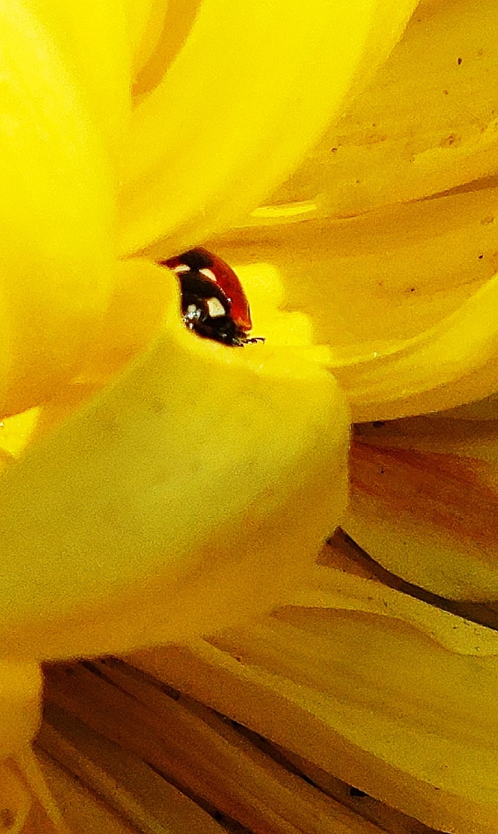 菊花上的红宝石