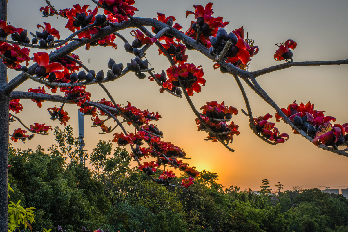 又是木棉盛开的季节 - 何方摄影